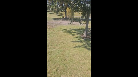 A Ton of Geese at Louis Reservoir