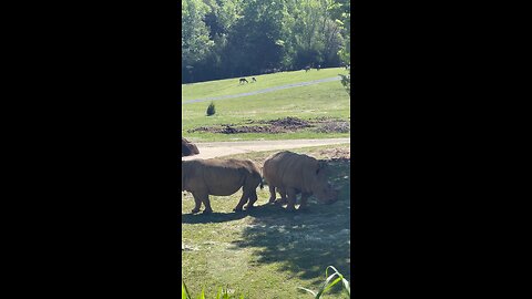 Great Clips at Asheboro Zoo 🦏🦒