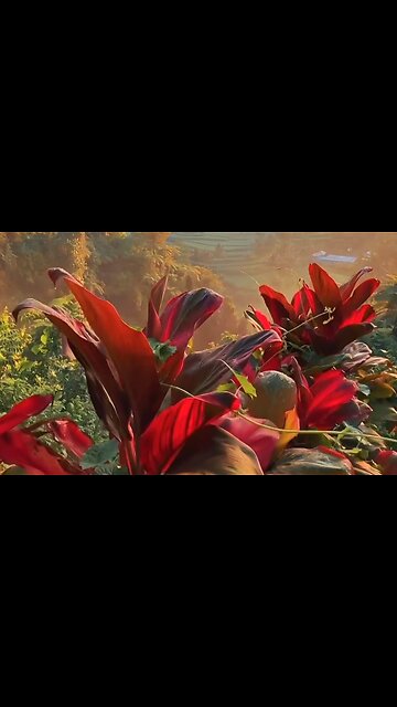 TROUBLED? TRY PRAISE! - DAILY DEVOTIONAL ❤️