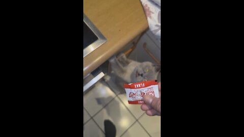my Cat is always impatient