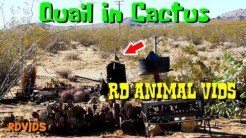 Cute Quail Family Enjoying The Desert Cactus Garden
