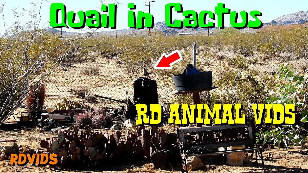 Cute Quail Family Enjoying The Desert Cactus Garden