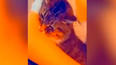 funny animal videos|animal funny videos