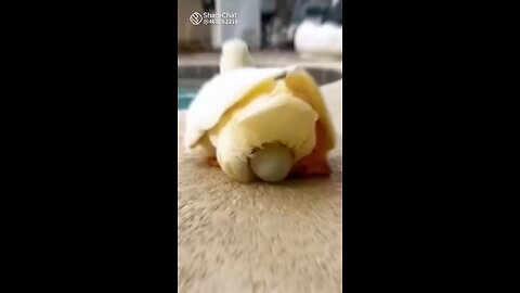 Woman and Duck friendship