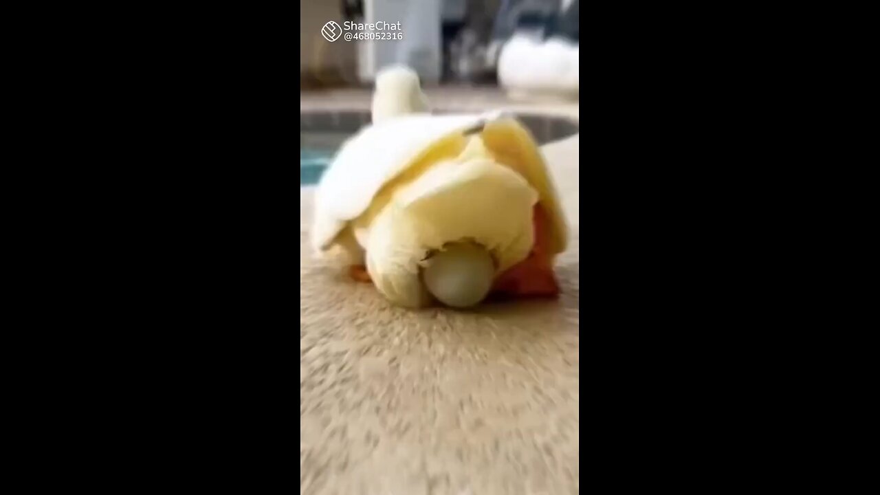 Woman and Duck friendship