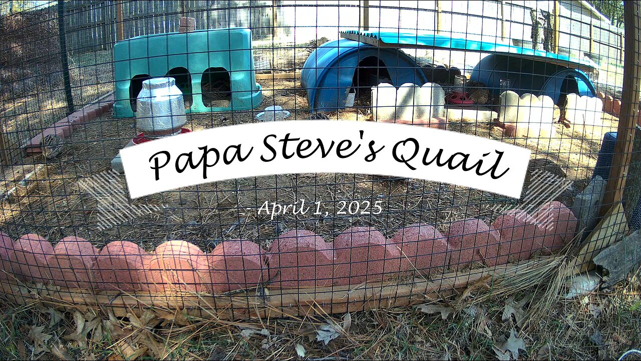 Back Yard Quail - Persistence Pays
