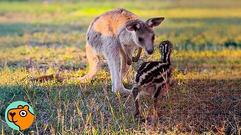 Baby Emu Follows Baby Kangaroo Sister Everywhere! | Cuddle Buddies