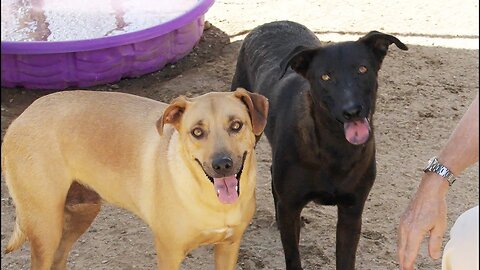 Watch dog abandoned in the desert give his rescuer his first kiss.