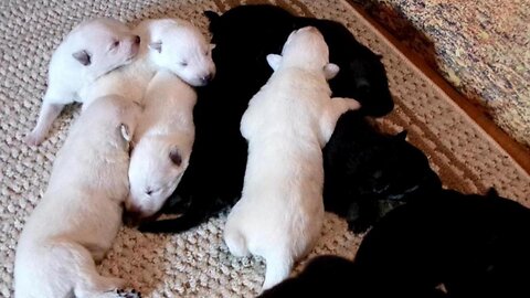 11 Vibrant Black and White German Shepherd Puppies 1-week-old