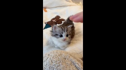 My Russian Maal.. 😍 #kitten #cat #kitty