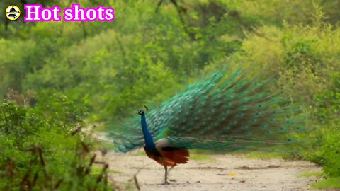Peacock found in the dry zone