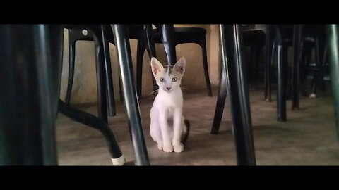 cute cat
