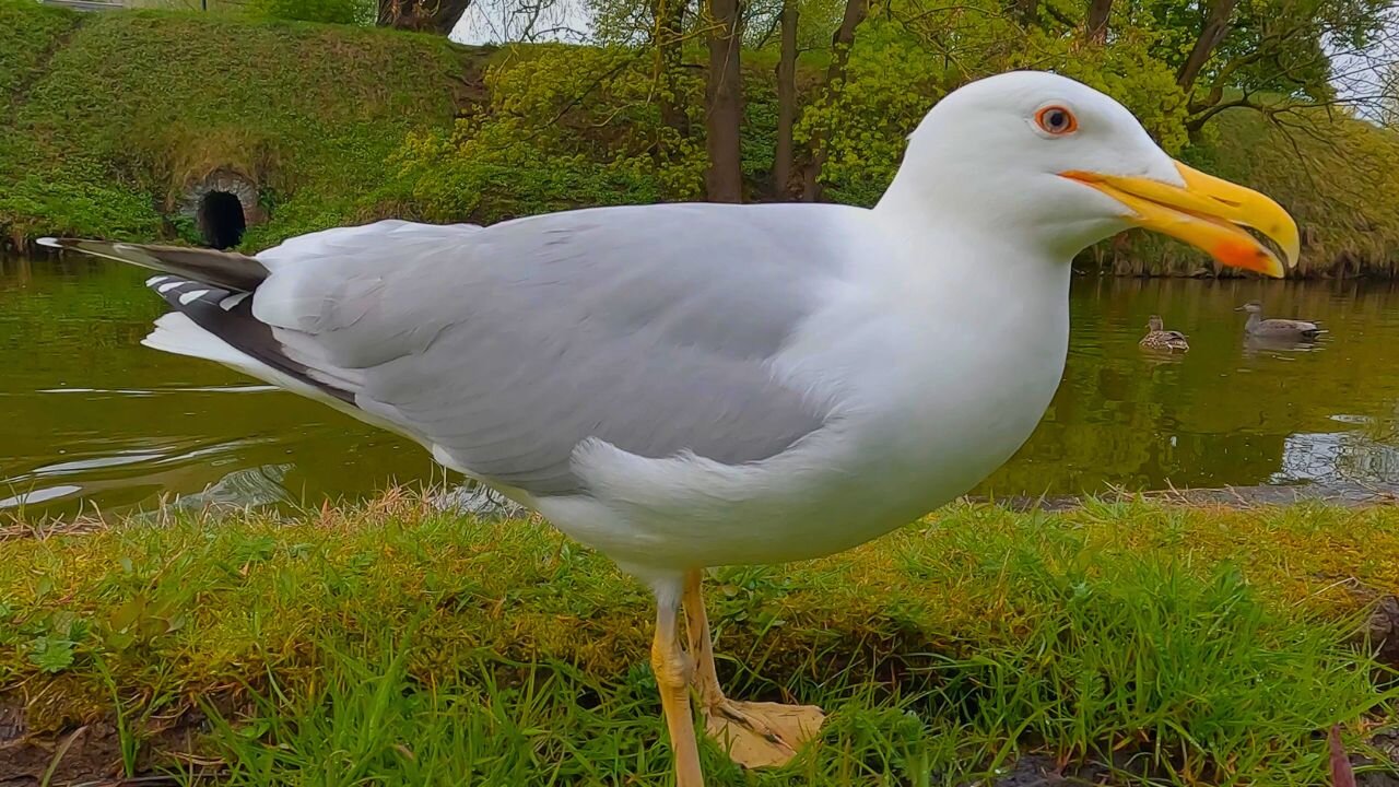 The Large European Herring Gull is Back and Insists on Hand Feeding