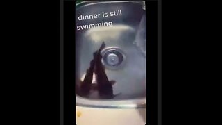 Freak Out Alert. Zombie Fish? 🧟‍♂️🐟 Gutted fish still swimming around. 😳😳😳