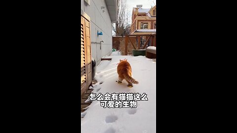 funny n cute cat