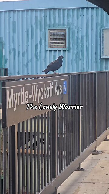 Pigeons: The Unlikely Heroes of Urban Resilience