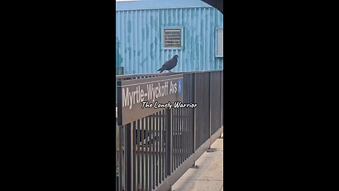 Pigeons: The Unlikely Heroes of Urban Resilience