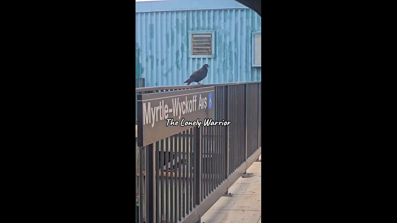 Pigeons: The Unlikely Heroes of Urban Resilience