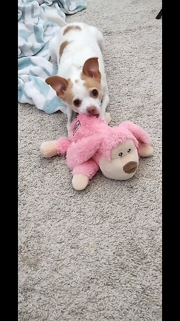 When all you need is a chew toy