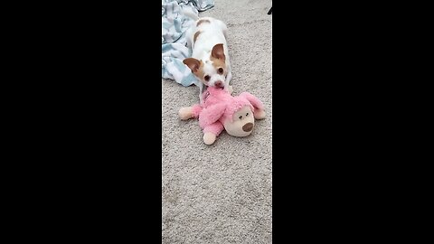 When all you need is a chew toy