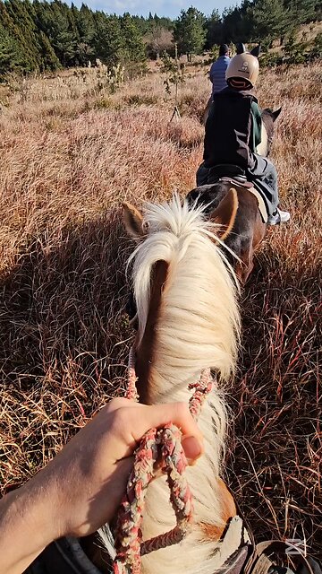 Horses are Magnificent Beasts. Unbelievably Powerful. 말은 진짜 대단하다 #제주도 #제주 #jeju