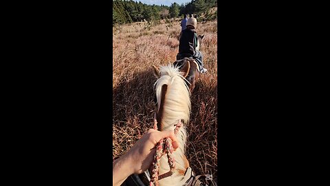 Horses are Magnificent Beasts. Unbelievably Powerful. 말은 진짜 대단하다 #제주도 #제주 #jeju