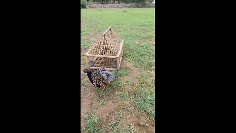 Black francolin