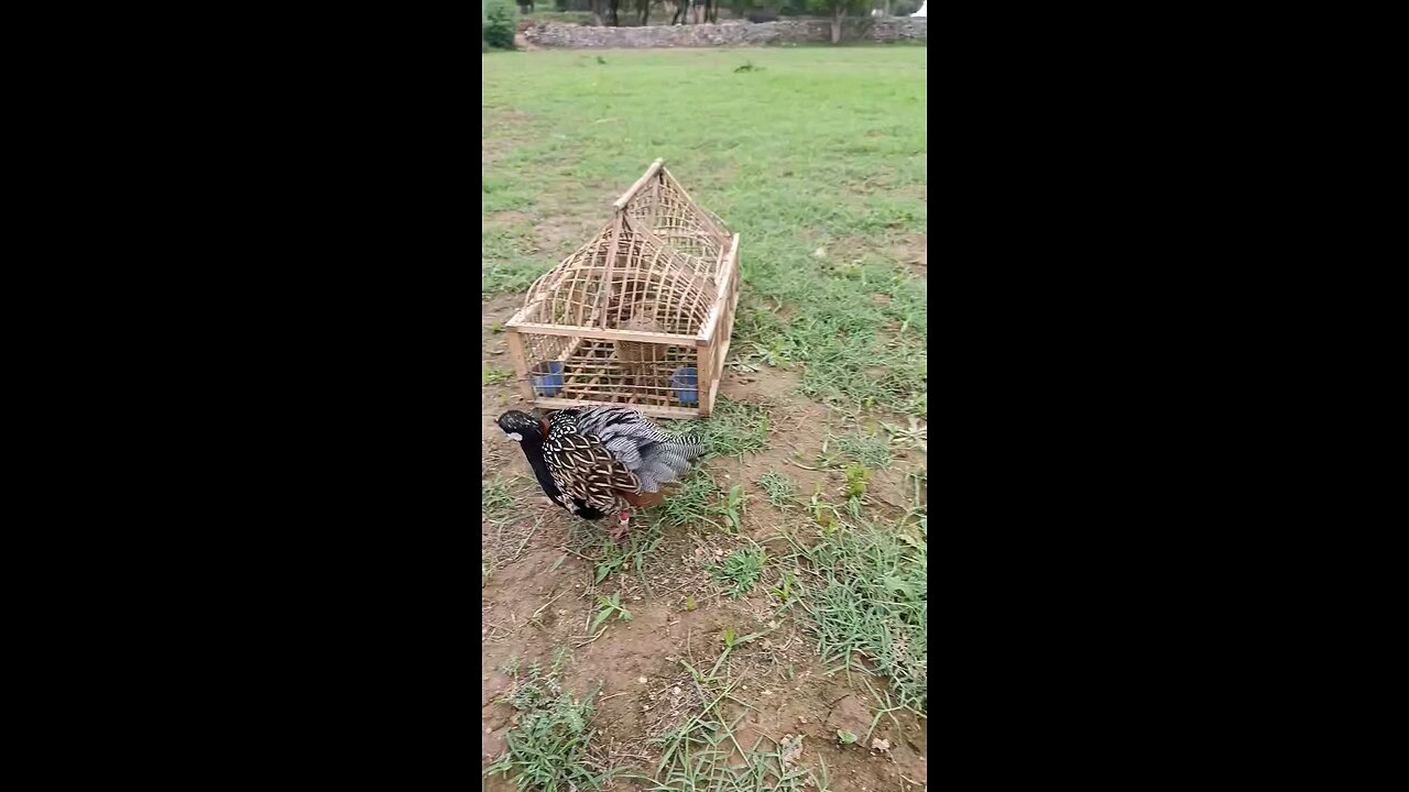 Black francolin