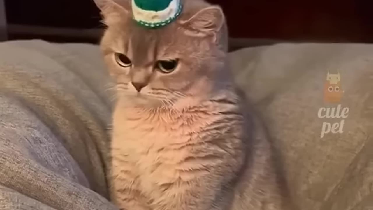 Funny cats