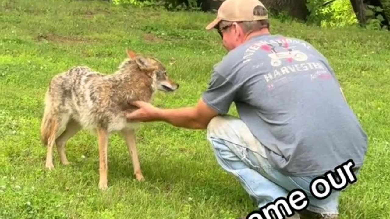 my boyfriend found a coyote