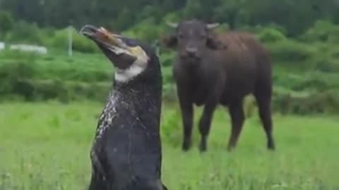 Interesting video 😀 of fish 🐠 hunter 🕊️ birds
