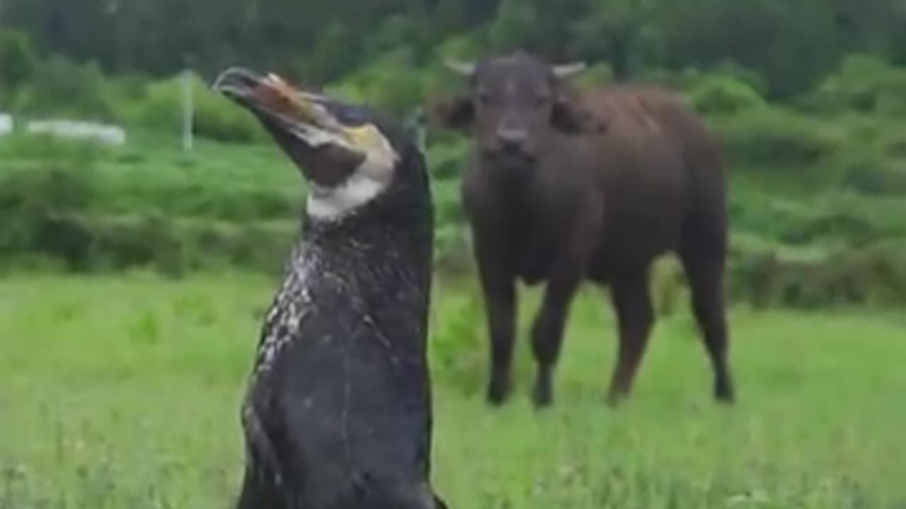 Interesting video 😀 of fish 🐠 hunter 🕊️ birds