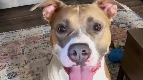 Funny dog videos on the Internet 😂