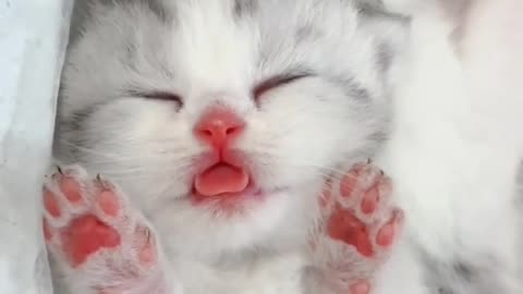 Sleeping Kittens 💓💓