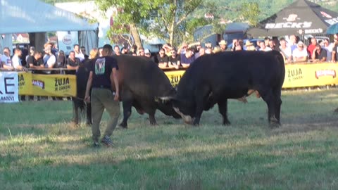 Zećevac od Barišić-Ćupan vs Drogba od Baće Batin 2025