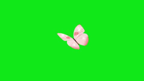 Butterfly, insect, flying