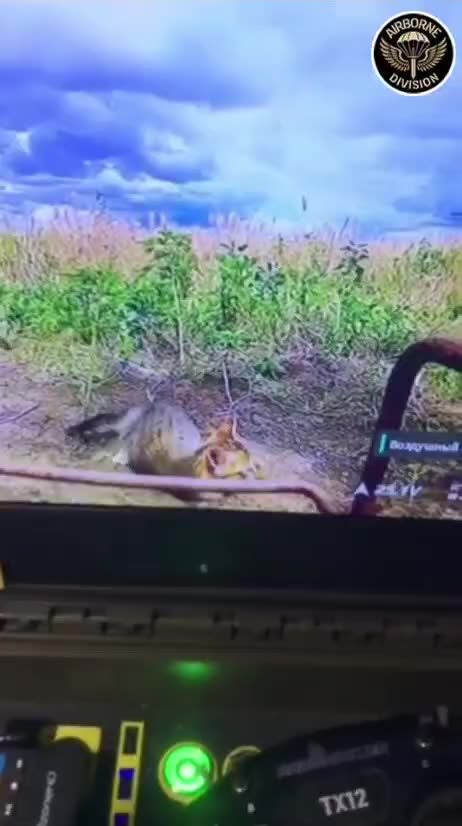 Cat Visits a Ukrainian Drone