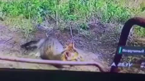 Cat Visits a Ukrainian Drone