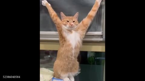 I Can’t Handle These Comedian Cat Ever 😹