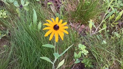 Black-eyed Susan