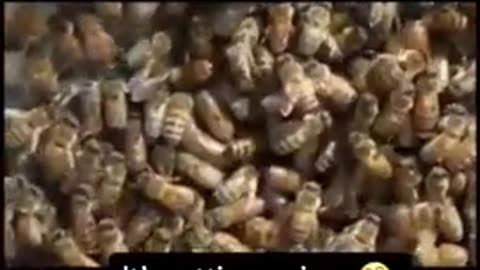 Elephant in the room... Chemtrails Killing the Bees