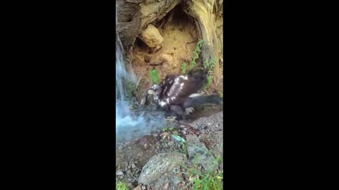Daddy Goat 24/7 - Out Of Context Memes & Videos