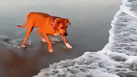 dog first encounters water
