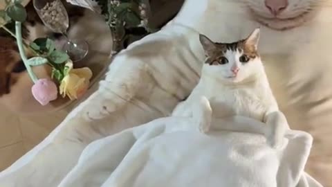 😂🐱 Can You Spot The Real Cat? Mind-Blowing Cat Confusion! | FunFM