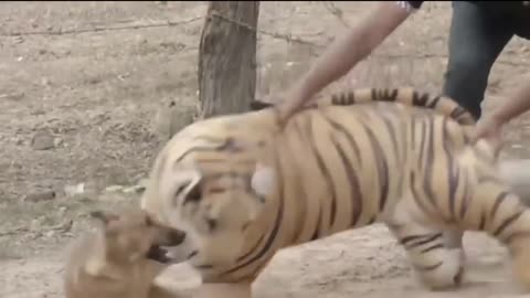 Lion and Dog's comedy scenes 🤣 so funny videos 🤣
