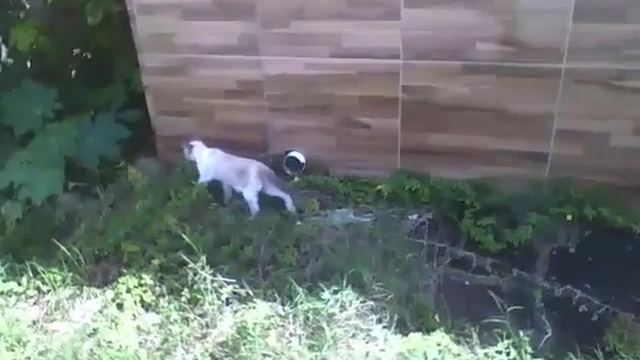 Cat knows I'm recording, hides in the woods and is no longer seen [Nature & Animals]