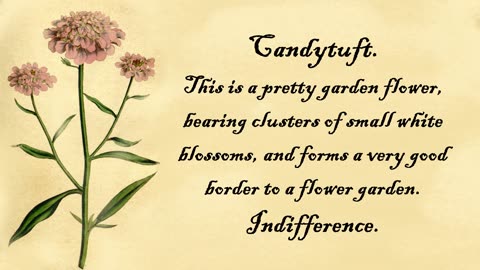 Candytuft - The Language of Flowers
