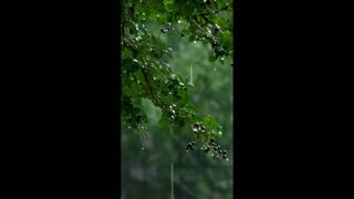 Silent Haven – a home built from stillness.