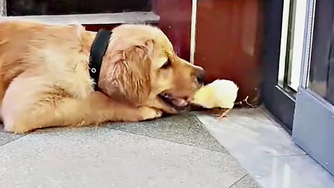 😂😆 "This Dog Just Invented Comedy!" 😂😆