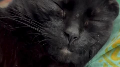 Cute Precious Piper is My Pixie Face Cutie -Adopting a Cat from a Shelter Vlog #shorts